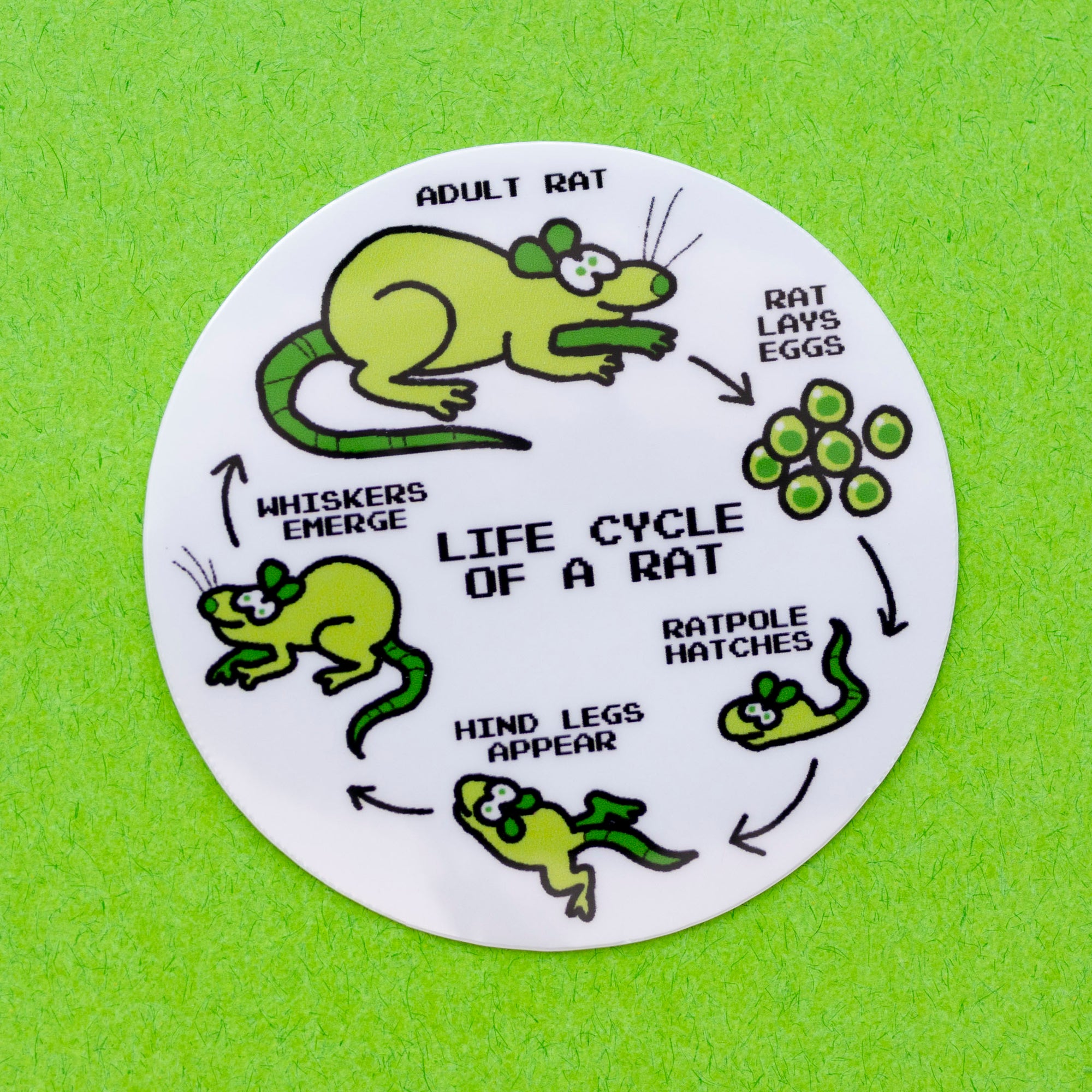 Life Cycle Using Rats Rat Life Cycle Sticker